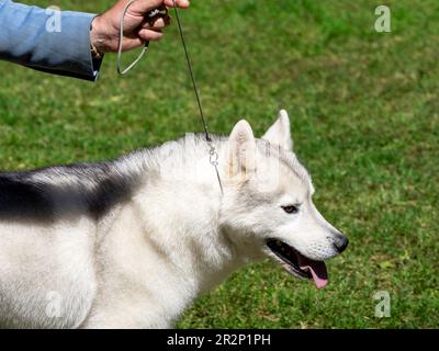 Sibirischer Husky-reinrassiger Hund, der von seinem Besitzer an der Leine gehalten wird Stockfoto