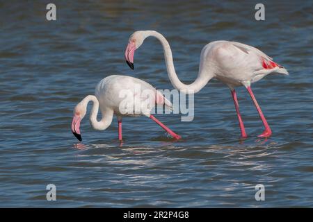 Großflamingo, Phoenicopterus roseus, alleinerziehender männlicher und weiblicher Mann, der sich gemeinsam im flachen Wasser ernährt, Ses Salinetes, Mallorca, Spanien, 20. Mai 2023 Stockfoto