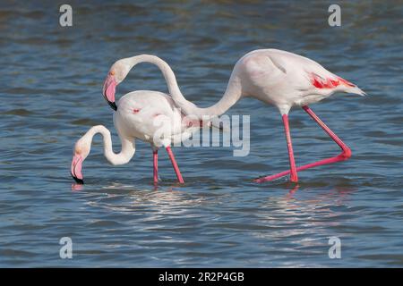 Großflamingo, Phoenicopterus roseus, alleinerziehender männlicher und weiblicher Mann, der sich gemeinsam im flachen Wasser ernährt, Ses Salinetes, Mallorca, Spanien, 20. Mai 2023 Stockfoto