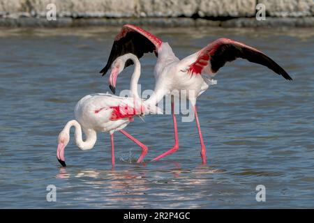 Großflamingo, Phoenicopterus roseus, alleinerziehender männlicher und weiblicher Mann, der sich gemeinsam im flachen Wasser ernährt, Ses Salinetes, Mallorca, Spanien, 20. Mai 2023 Stockfoto