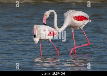 Greater Flamingo, Phoenicopterus roseus, alleinerziehender männlicher und weiblicher Mann im flachen Wasser, Ses Salinetes, Mallorca, Spanien, 20. Mai 2023 Stockfoto