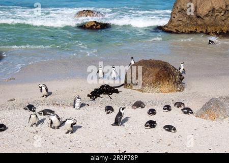 Afrikanische Pinguinkolonie am Boulders Beach in der Nähe von Kapstadt, Südafrika Stockfoto