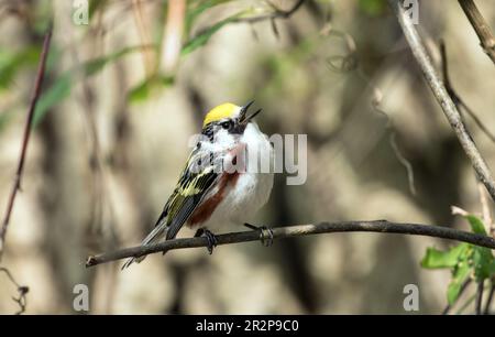 Nahaufnahme eines singenden männlichen Kastanienschwänzers, der während der Frühlingswanderung auf einem Ast sitzt, Ontario, Kanada Stockfoto