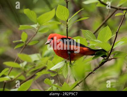 Nahaufnahme des männlichen Scharlachs Tanager, der während der Frühjahrswanderung in einem grünen Baum in Ontario, Kanada, sitzt. Der wissenschaftliche Name ist Piranga olivacea Stockfoto