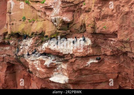 Kormorankolonie, die auf einer steilen Klippe am Ufer nistet. Cape Tryon, Prince Edward Island, Kanada Stockfoto