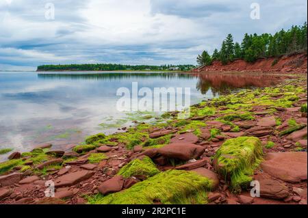 Swimming Rock - ein öffentlicher Strand in der Nähe von roten Sandsteinklippen am Nordufer von Prince Edward Island, Kanada. Ruhiges Wasser. Felsiges Ufer. Grüne Algen. Stockfoto