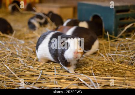 Süße lustige Meerschweinchen auf Heu drinnen Stockfoto