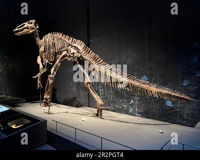Leiden, Niederlande - 18. Juni 2022: Lebensgroßes Skelett von Edmontosaurus im Naturalis Biodiversity Center Stockfoto
