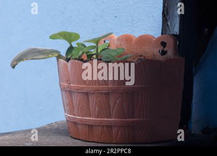 Durch die Vermehrung afrikanischer Veilchen aus einem Blattschnitt entstehen kleine Plantagen, die in etwa zwei oder drei Monaten transplantationsbereit sind. Stockfoto