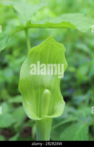 Die grüne Spathe einer Jack-in-the-Kanzel-Wildblume in den Camp Ground Road Woods in des Plaines, Illinois Stockfoto