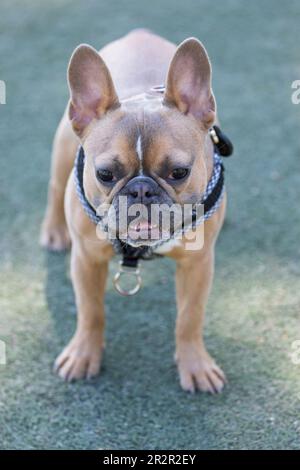 10 Monate Altes Blaues Fawn Weibliche Franzose. Abseits der Leine gelegener Hundepark in Nordkalifornien. Stockfoto