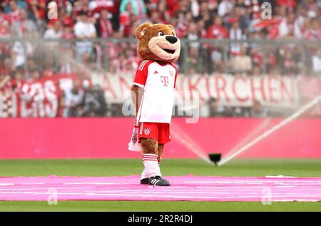 München, Deutschland. 20. Mai 2023. firo : 05/20/2023, Fußball, 1. Liga, 1. Bundesliga, Staffel 2022/2023, 33. Spieltag FC Bayern München - RB Leipzig 1: 3, Mascot Berni, FC Bayern München, FCB, Bayern, München, ganze Figur, Kredit: dpa/Alamy Live News Stockfoto