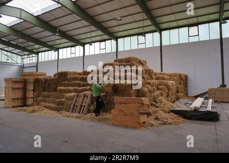 Michelstadt, Deutschland. 12. Mai 2023. Ein Handwerker holt einen Strohballen als Isolierung für Bauelemente eines Gebäudes. In Michelstadt wird ein Büro- und Fabrikgebäude aus Holz und Stroh errichtet. (An dpa: 'Vom Feld bis zur Wand - Haus aus lokalen Rohstoffen') Kredit: Oliver Pietschmann/dpa/Alamy Live News Stockfoto