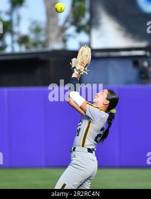 Northern Colo. 20. Mai 2023. Outfielder Jayden Mercado (21) legt im Husky Softball Stadium in Seattle, WA, beim regionalen NCAA-Softballspiel zwischen den N. Colorado Bears und den Minnesota Golden Gophers einen Fliegenball. Minnesota besiegte N. Colorado 4-0. Steve Faber/CSM(Kreditbild: © Steve Faber/Cal Sport Media). Kredit: csm/Alamy Live News Stockfoto