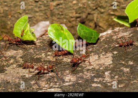 Blattschneider-Ameisen, die Blätter zum Nest tragen Stockfoto