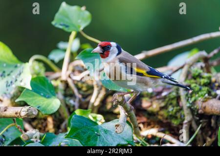 Europäischer Goldfink [ Carduelis carduelis ] auf Ivy-Baumstamm Stockfoto