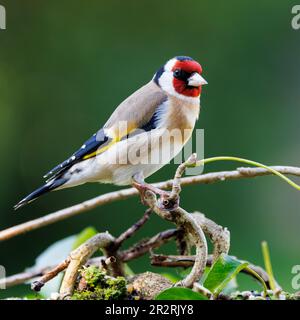 Europäischer Goldfink [ Carduelis carduelis ] auf Ivy-Baumstamm Stockfoto