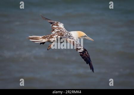 Ein nördlicher Gannet im Flug. Das ist ein Jugendlicher im dritten Jahr. Es wird beim Gleiten mit dem Meer im Hintergrund festgehalten Stockfoto