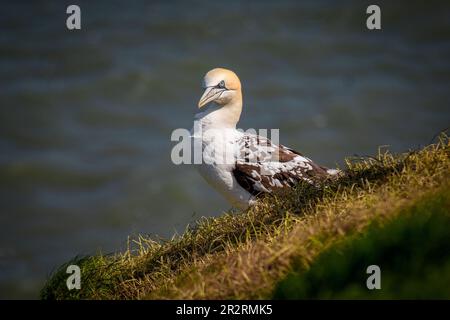 Ein jüngerer, ca. drei Jahre alter Gannet, der hoch oben auf der Klippe steht. Das Meer befindet sich im Hintergrund, und es gibt Platz für Text Stockfoto