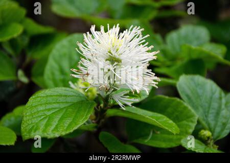 Berghexe Ältester in blühender Makro Nahaufnahme. Fothergilla Major Stockfoto