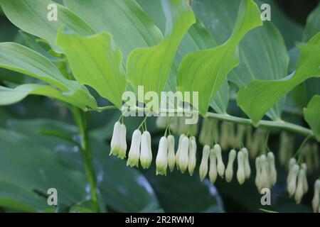 Die Salomonen versiegeln mit starkem Laub Stockfoto