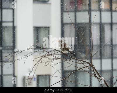 Im Winter sitzt einsame Drossel auf einem Ast in der Stadt Stockfoto