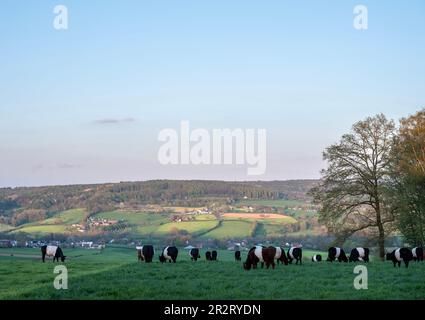 Schwarzweiße Kühe in der niederländischen Provinz Süd-limburg bei epen in den niederlanden Stockfoto