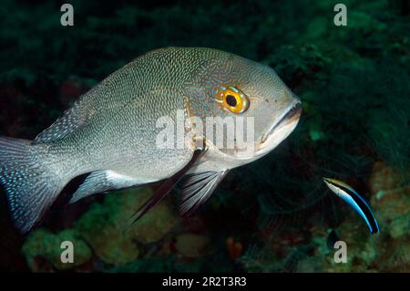 Midnight Snapper, Macolor macularis, mit Bluestreak Cleaner Wrasse, Labroides dimidiatus, Barracuda Point Tauchplatz, Sipadan Island, Sabah, Malaysia Stockfoto