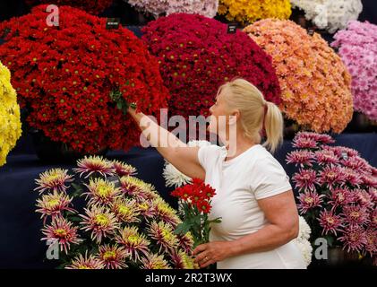 London, Großbritannien. 212. Mai 2023. Letzte Aufrüstung bei der RHS Chelsea Flower Show. Die Aussteller bringen den letzten Schliff in ihre Ausstellungen vor dem Pressetag und besuchen morgen König Karl III. Und Königin Camilla. Die Blumenshow findet vom 22. Mai bis 27. Mai statt. Kredit: Karl Black/Alamy Live News Stockfoto
