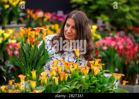London, Großbritannien. 212. Mai 2023. Letzte Aufrüstung bei der RHS Chelsea Flower Show. Die Aussteller bringen den letzten Schliff in ihre Ausstellungen vor dem Pressetag und besuchen morgen König Karl III. Und Königin Camilla. Die Blumenshow findet vom 22. Mai bis 27. Mai statt. Kredit: Karl Black/Alamy Live News Stockfoto