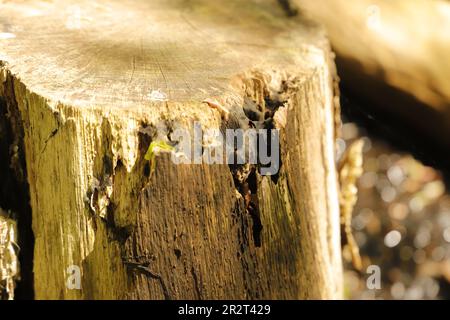 Baumstamm in einem Wald, um die Natur gesund zu halten Stockfoto