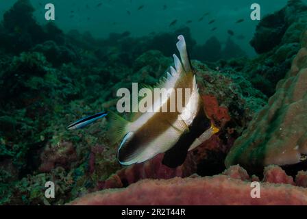 Pennant Bannerfish, Heniochus chrysostomus, gereinigt von Bluestreak Cleaner Wrasse, Labroides dimidiatus, Barracuda Point Tauchplatz, Sipadan Islan Stockfoto