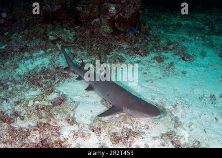 Weißspitzen-Riffhai, Triaenodon obesus, als verwundbar eingestuft, ruht auf Sand, Barracuda Point Tauchplatz, Sipadan Insel, Sabah, Malaysia Stockfoto