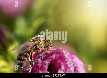 Honigbiene sitzt auf Hibiskusblüten-Nahaufnahme. Horizontal. Stockfoto