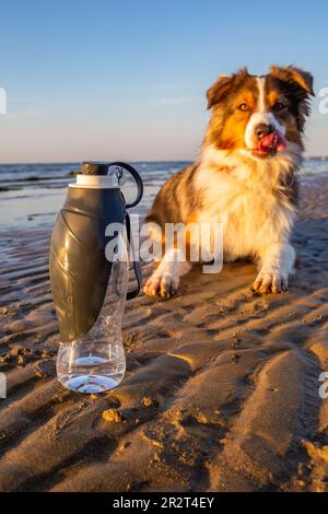 Australischer Schäferhund mit Wasserflasche am Meer Stockfoto