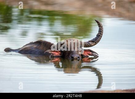 Asiatischer Wasserbüffel (Bubalus bubalis migona) im Wasser im Yala-Nationalpark. Sri Lanka. Stockfoto