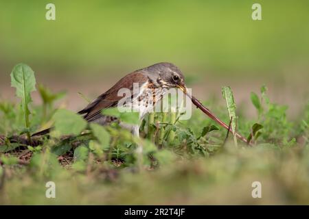 Die Soor-Fieldfare (Turdus pilaris) zieht einen Wurm zum Füttern heraus. Szene aus wilder Natur. Stockfoto