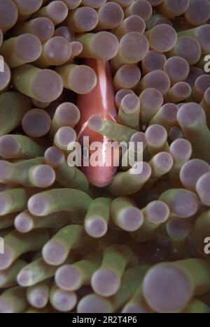 Pink Anemonefish, Amphiprion Perideraion, im herrlichen Sea Anemone, Heteractis Magna, Nachttauchen, Paradise II Tauchplatz, Sipadan Wasserdorf H Stockfoto