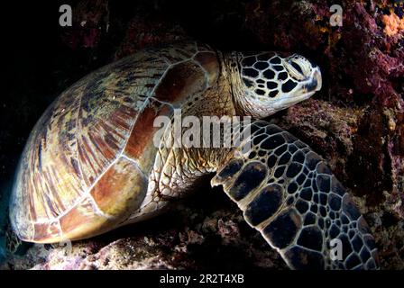 Grüne Schildkröte ruht, Chelonia mydas, Tauchplatz Barracuda Point, Insel Sipadan, Sabah, Malaysia Stockfoto