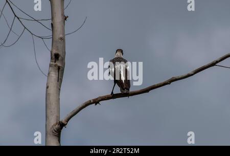 Rückblick auf junge, unreife australische Elster, Cracticus tibicen, hoch oben auf einem toten Ast, vor einem grauen Himmel. Sommer in Queensland. Stockfoto