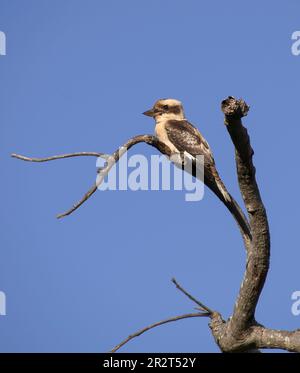 Profil des berühmten australischen Vogels, des lachenden Kookaburra, Dacelo, hoch oben auf einem toten Ast in Queensland, Wintersonnenlicht. Stockfoto