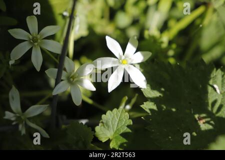 Ornithogalum umbellatum oder gewöhnliche Vögel melken weiße Wildblumen, die im Frühling blühen Stockfoto