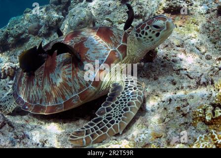 Grüne Schildkröte, Chelonia mydas, als gefährdet eingestuft, wird von Bristetooth Tangs, Ctenochaetus sp., South Point Tauchplatz, Sipadan Island, Sa Stockfoto