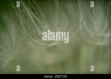 Makro einiger silbergetufteter Früchte einer Löwenzahn-Pflanze mit Bokeh Stockfoto