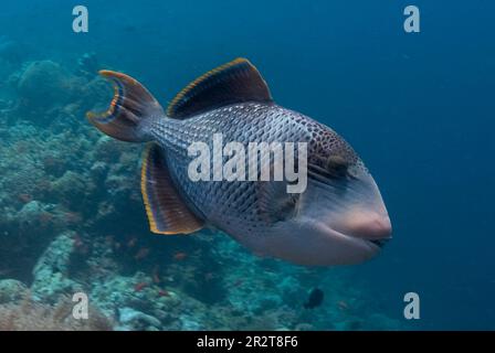 Yellowmargin Triggerfish, Pseudobalistes flavimarginatus, Sipadan Island, Sabah, Malaysia Stockfoto