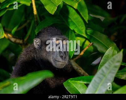 Porträt von celebes-Schammakaken inmitten der Blätter eines tropischen Waldes. Indonesien. Sulawesi. Stockfoto