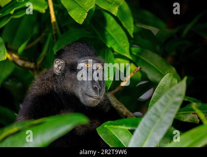 Porträt von celebes-Schammakaken inmitten der Blätter eines tropischen Waldes. Indonesien. Sulawesi. Stockfoto