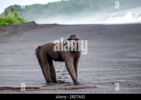 Celebes Crested Macaque steht an einem schwarzen Sandstrand. Indonesien. Sulawesi. Stockfoto