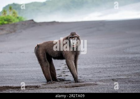 Celebes Crested Macaque steht an einem schwarzen Sandstrand. Indonesien. Sulawesi. Stockfoto