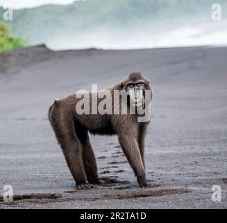 Celebes Crested Macaque steht an einem schwarzen Sandstrand. Indonesien. Sulawesi. Stockfoto